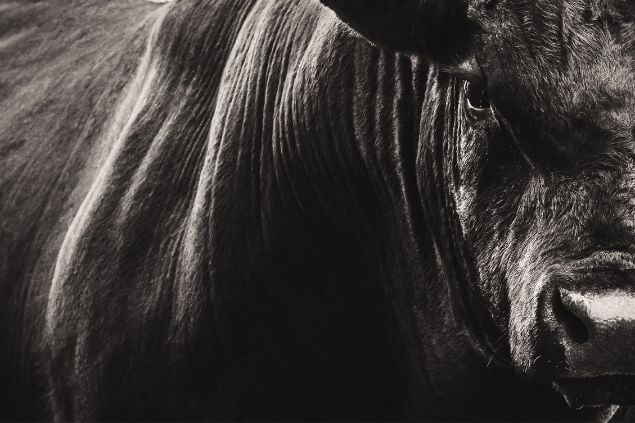 Imagem em preto e branco de um touro grande