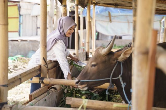 Imagem de uma mulher alimentando um touro