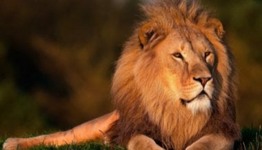 O que significa sonhar com leão?