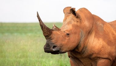 Significado de sonhar com rinoceronte