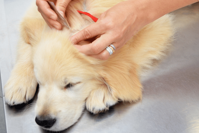 Veterinária cuidando de cachorro com pulgas