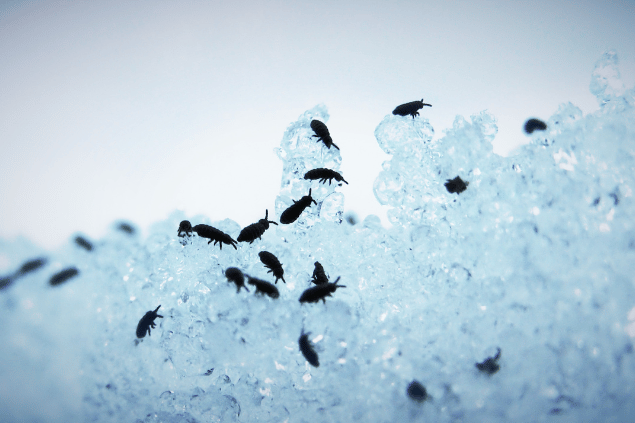 Várias pulgas em uma estrutura de gelo